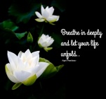 Breathe in deeply and let your life unfold, as a Lotus flower unfolds drinking in the sunlight.. Allow your Spiritual nature to take you to where you are meant to be. You can trust that part of yourself, always.. -April Peerless-