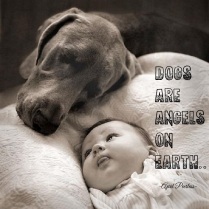 Dogs are angels on earth