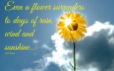 It is as a flower surrenders to days of rain, wind and sunshine. Today I choose to be grateful. ~April Peerless