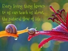 Every living thing known to us while we are here can teach us about the natural flow of life.All we need to do is pay attention. ~A.Peerless