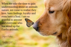 When we take the time to gain understanding about an animals nature, we come to realize they love, have feelings, loyalty and even have a Soul. I am so grateful to anyone and everyone who has stood up for Earths animals. April Peerless