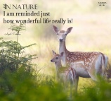 In nature I am reminded just how wonderful life really is! April Peerless