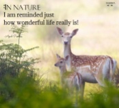 In nature I am reminded just how wonderful life really is! April Peerless