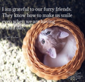 I am grateful to our furry friends, they know how to make us smile even when we are having a hard day. April Peerless
