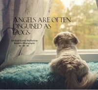 Angels are often disguised as Dogs.. April