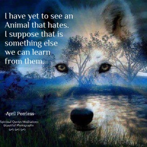 I have yet to see an Animal that hates. I suppose that is something else we can learn from them. April Peerless