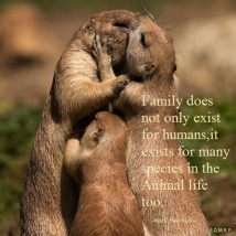 Family does not only exist for humans. It exist for many species in the animal life. A.Peerless